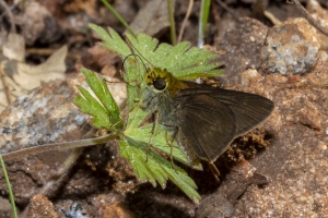 GA_Chickasawhatc_2019_03_22 - Skipper, Dun (1)-Fullsized