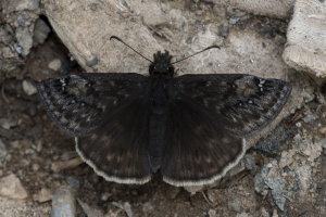 GA_Macon_MontezumaBluffs_2017_03_05 - Duskywing, Juvenal's