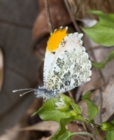 GA_Macon_MontezumaBluffs_2017_03_05 - Orangetip, Falcate (M) (1)-Fullsized