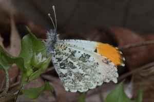 Falcate Orangetip*