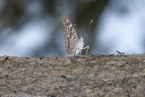 Gad_AspalagaLndn_2019_07_31 - Emperor, Hackberry (1)