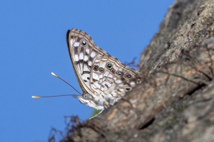 Gad_AspalagaLndn_2019_07_31 - Emperor, Hackberry (3)