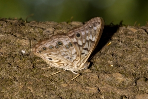Gad_AspalagaLndn_2019_07_31 - Emperor, Hackberry