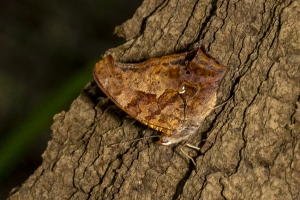 Gad_AspalagaLndn_2019_07_31 - Question Mark-websized
