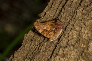 Gad_AspalagaLndn_2019_07_31 - Question Mark