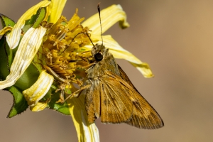 Byssus Skipper 