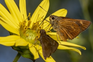 Byssus Skipper 
