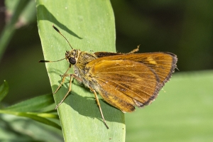 Byssus Skipper 