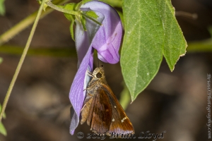 Skipper, Clouded
