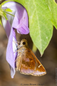 Skipper, Clouded