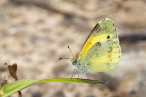 Gad_AspalagaLndn_2019_07_31 - Sulphur, Dainty (2)