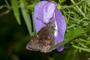 Gad_JoeBudd_2019_08_04 - Cloudywing, Northern