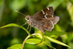 Gad_JoeBudd_2019_08_04 - Cloudywing, Southern (1)