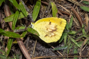 Gad_JoeBudd_2019_08_04 - Orange, Sleepy