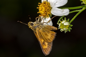 Byssus Skipper 