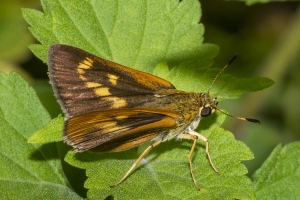 Byssus Skipper (F)