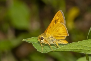 Byssus Skipper 