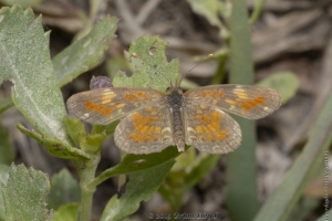 Gad_JoeBuddWMA_2019_06_05 - Crescent, Phaon-Pearl Hybrid (2)-Fullsized