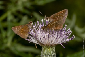 Skipper, Clouded