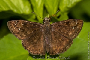 Gads_BearCreekEd_2019_07_07 - Duskywing, Horace's
