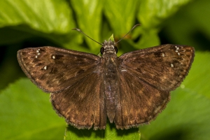 Gads_BearCreekEd_2019_07_07 - Duskywing, Horace's