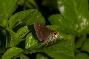 Gads_BearCreekEd_2019_07_07 - Skipper, Dun (F) (1)