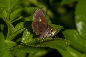 Gads_BearCreekEd_2019_07_07 - Skipper, Dun (F) (2)