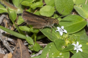 Gads_BearCreekEd_2019_07_07 - Skipper, Dun (F) (3)