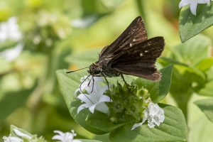 Gads_BearCreekEd_2019_07_07 - Skipper, Dun (F)