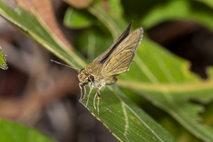 Gads_BearCreekEd_2019_07_07 - Skipper, Swarthy (1)