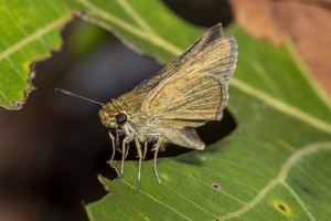 Gads_BearCreekEd_2019_07_07 - Skipper, Swarthy (2)