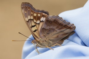 Gadsden_Aspalaga Landing_2015_09_07 - Emperor, Tawny (1)_a