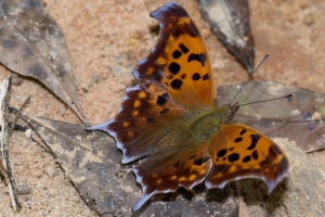 Gadsden_Aspalaga Landing_2015_09_07 - Question Mark (14)_a