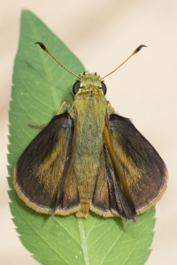 Gadsden_Aspalaga Landing_2015_09_07 - Skipper, Broken-Dash, Southern (bright orange Costal Margin) (2)_a
