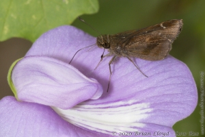 Gadsden_Aspalaga Landing_2015_09_07 - Skipper, Clouded (3)_a