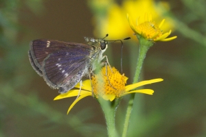 Gadsden_Aspalaga Landing_2015_09_07 - Skipper, Litte Glassywing_a