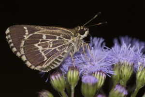 Gadsden_Aspalaga Landing_2015_09_07 - Skipper, Roadside-Skipper, Lace-winged (5)_a