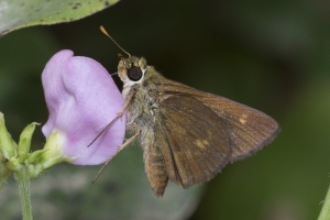 Gadsden_Aspalaga Lndg_2015_09_07 - Skipper, Broken-Dash, Northern (2)_a-web