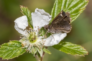 GardenofEden_2018_03_31 - Roadside-Skipper, Common-websized