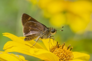 Little Glassywing *