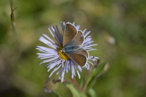Grand Mesa Nat Forest_2015_07_11 - Blue, Greenish (4)