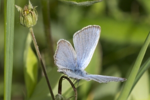 Grand Mesa Nat Forest_2015_07_11 - Blue, Silvery (1)-websized