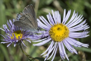 Grand Mesa Nat Forest_2015_07_11 - Blue, Silvery (4)-websized