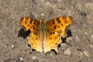 Satyr Comma