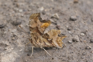 Grand Mesa Nat Forest_2015_07_11 - Comma, Satyr (33)_a