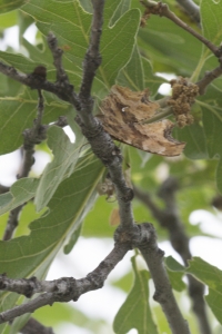 Grand Mesa Nat Forest_2015_07_11 - Comma, Satyr
