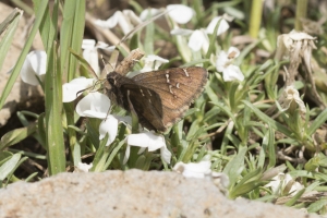 Grand Mesa Nat Forest_2015_07_11 - Skipper, Cloudywing Northern