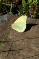 Grand Mesa Nat Forest_2015_07_11 - Sulphur, Queen Alexandra's