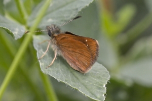Grand Mesa Nat Forest_2015_07_11_374 - Russet Skipperling-websized