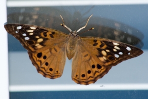 Hackberry Emperor House-Garden 2013-08-21-1 (5)